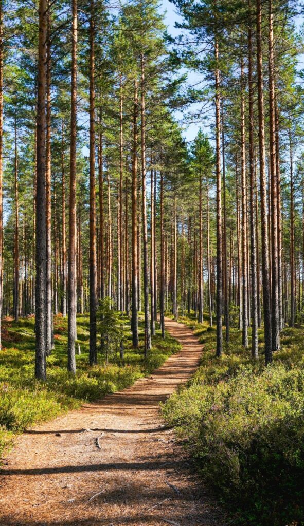 chemin